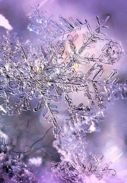 Snowflake Snowflakes Real, Snow Crystal, Purple Christmas, Snow Flakes, Lovely Lavender, Winter Beauty, Snow And Ice, Winter Wonder, Winter Aesthetic