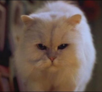 snowbell from stewart little Stewart Little, Nine Lives, Kitty, Halloween, Animals