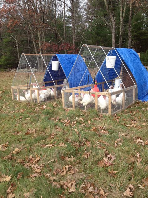 Diy Turkey Coop Ideas, Turkey Enclosure Ideas, Turkey House Coop, Turkey Coop Ideas, Turkey Shelter, Turkey Coop Ideas Buildings, Turkey Coop, Chicken Rearing, Chicken Shelter