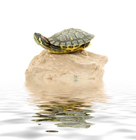 How to Inexpensively Build an Outdoor Habitat for Red Slider Turtles | Sapling.com Red Ear Slider, Turtle Tank Ideas, Water Turtles, Turtle Pet, Turtle Tank Setup, Tortoise Cage, Turtle Tanks, Red Eared Slider Turtle, Outdoor Enclosure