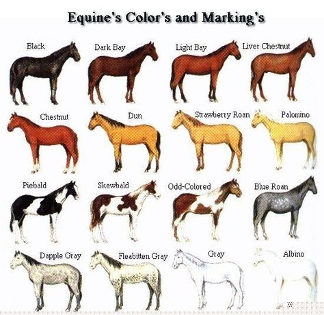 Type Of Horses, Horse Color Chart, Brindle Horse, German Camouflage, Blue Roan Horse, Horse Colours, Liver Chestnut, Painting Horses, Drawing Pages