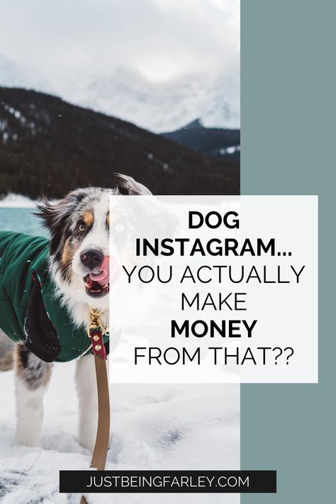 When I decided to start monetizing my account and earn money as a social media influencer in 2021, I knew absolutely nothing and felt totally lost. I learned a lot along the way, and I’m hoping that by sharing some of my learnings, I can make things easier for others who are in the early stages of their Instagram side hustle. Dog Influencer Ideas, Dog Influencer, Pet Influencer, Mom Influencer, Instagram Money, Beginner Photography, Dog Instagram, Celebrity Dogs, Brand Deals