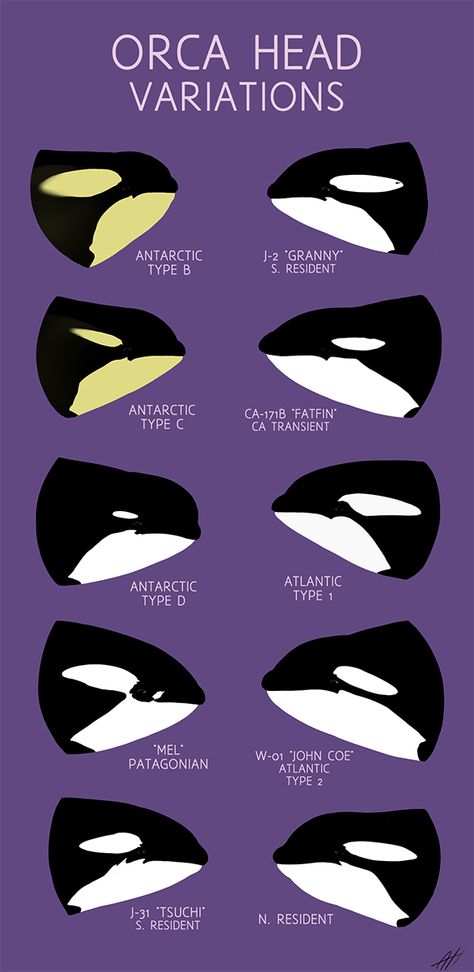 Orca Art, Orca Tattoo, 동화 삽화, Orca Whales, Marine Biologist, Oceanography, Marine Mammals, Marine Biology, Animal Facts