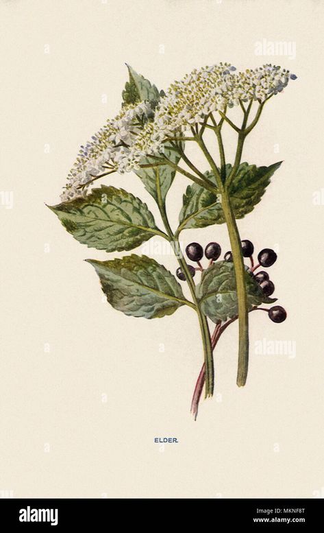 Sambucus Nigra, Botanical Drawing, Google Search, Flowers