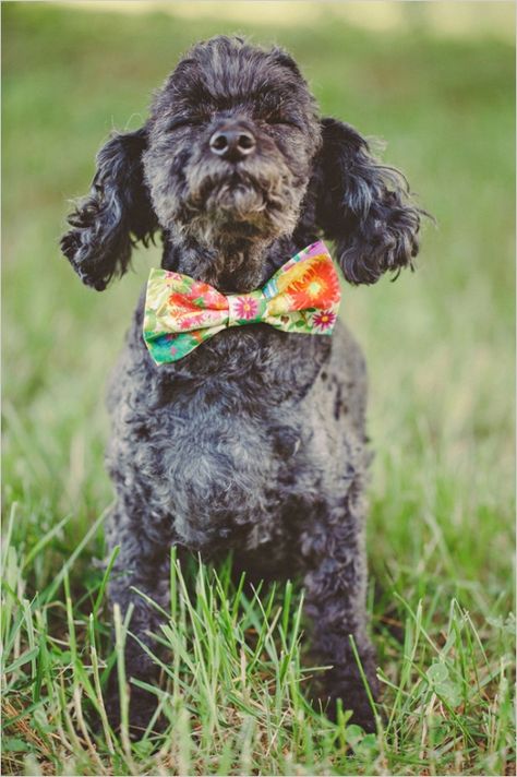 Luncheon Ideas, Bridal Luncheon, Wedding Pets, Cutest Animals, Wedding Chicks, Ideas Photography, Dog Wedding, Dog Bows, Adorable Pets