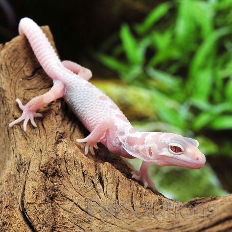 Not sure about this morph, but I want another pink leopard gecko. Lizard Woman, Savannah Desert, Gecko Morphs, Leopard Gecko Morphs, Pink Lizard, Red Footed Tortoise, Tortoise House, Russian Tortoise, Reptile Room