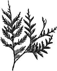 Cedar Drawing, Cedar Tattoo, Cedar Tree Tattoo, Illustrated Trees, Red Cedar Tree, Tree Tattoo Art, Maple Tree Tattoos, Pine Tattoo, Tree Sleeve Tattoo