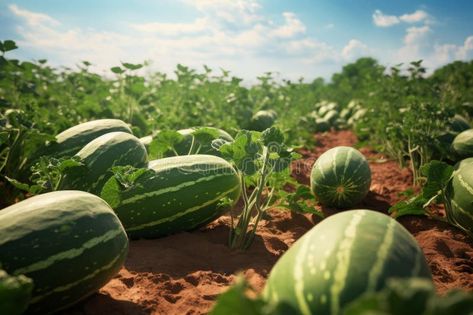 Ripe watermelons in sunny field royalty free stock photos Watermelon Farm, Watermelon Farming, Sunny Field, Fresh Watermelon, Clear Blue Sky, Sun Rays, Horticulture, Free Stock Photos, Agriculture