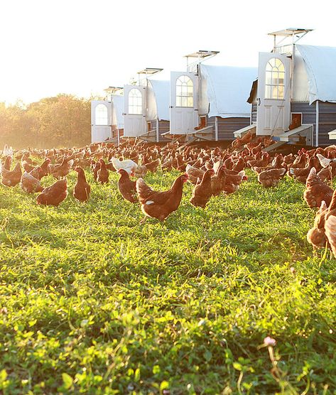 Pastured Eggs • Non Soy • Non GMO • Stoltzfoos Layers Pasture Chickens, Pastured Poultry, Chicken Houses, Egg Quality, Pasture Raised Eggs, Farm Eggs, Egg Laying, Backyard Chickens, Chicken House