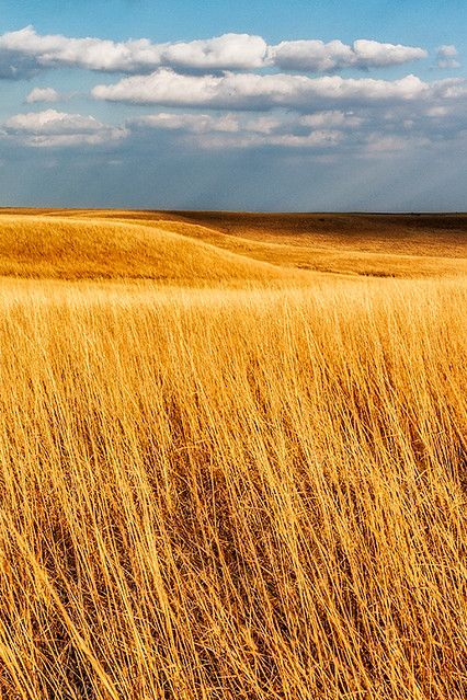 FHWI_7437 | Brad Mangas | Flickr Fields Of Gold, Field Of Dreams, Open Field, North Dakota, Landscape Photos, Photography Photos, Country Life, Farm Life, Nebraska