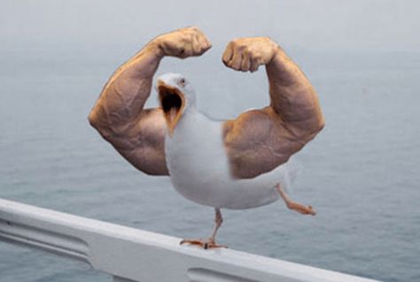 Hilarious Photos of Birds With Hands Will Have You Laughing Out Loud - I Can Has Cheezburger? Birds With Arms, Bird Meme, Muscular Arms, Cheezburger Cat, Funny Birds, The Grim, Meme Template, Bird Photo, Really Funny Pictures