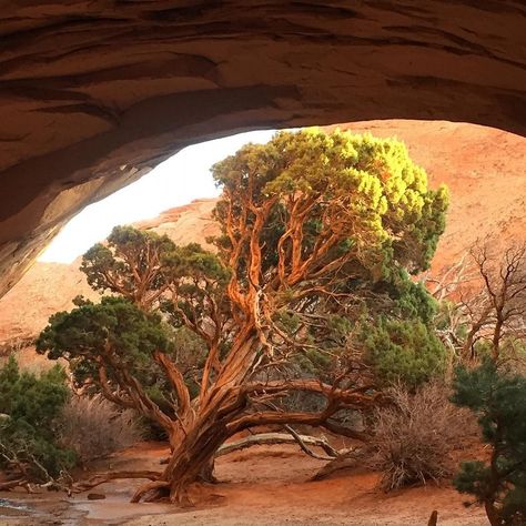 Trees are poems that the earth writes upon the sky. -Khalil Gibran 🌳 Photo from Arches National Park, by Alexis Nicole #nationalparkservice #hiking #outdoor #optoutside #nature #nationalparksdiscovery #naturepoetry #nps #americasbestidea #see_them_all #creation #hikingtheglobe #natureart #moab Alexis Nicole, Khalil Gibran, Arches National Park, National Park Service, The Earth, Nature Art, The Sky, National Park, Arch