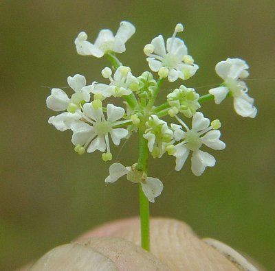 Conium_maculatum_flowers_ poison hemlock flowers in late spring (earlier than wild carrot) - check out this site for differentiating between the two: http://davesgarden.com/guides/articles/view/3785/ Hemlock Flower, Poisonous Plants Drawing, Beautiful Poisonous Flowers, Hemlock Poison, Poisonous Hemlock, Poisonous Flowers Illustration, Oregon Plants, Poison Hemlock, Poisonous Flowers