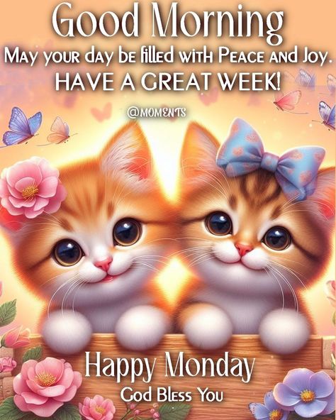 Cute Kitties - Good Morning Happy Monday Monday Morning Gif, Monday Morning Images, Monday Morning Greetings, Happy Morning Images, Happy Monday Pictures, Monday Morning Blessing, Happy Monday Images, Good Morning Monday Images, Monday Pictures