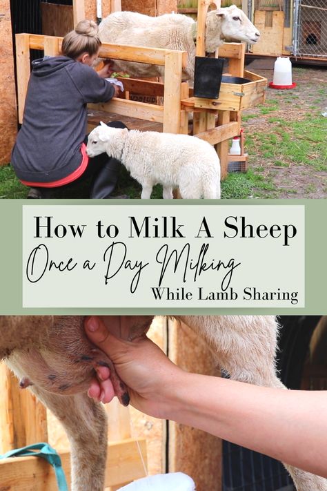 Sheep Milking Stand, Sheep Milk Recipes, Homestead Sheep, Milking Sheep, Milk Sheep, Dairy Sheep, Fiber Farm, Lamb Animal, Katahdin Sheep