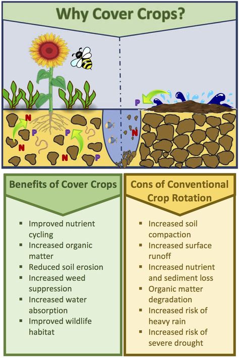 "Why cover crops " - An infographic "illustrating the "benefits of cover crops and the cons of conventional crop rotation" - Source: Fox Demo Farms Cover Crops To Improve Soil, Carbon Farming, Cover Cropping, Crops Farm, Crop Production And Management, Soil Science, Types Of Farming, Home Steading, Crop Farming