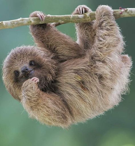 Pictures Of Sloths, Cute Sloth Pictures, Sloth Photos, Koala Tattoo, Three Toed Sloth, Tattoo Nature, Sloth Art, Baby Sloth, Cute Sloth