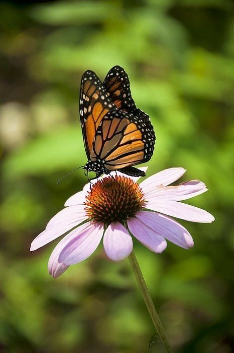 Pictures Of Butterflies, Flower With Butterfly, Tre Kunst, Butterfly On Flower, Ideas Garden Design, Butterfly Photography, Butterfly And Flowers, Beautiful Butterfly Photography, Butterfly Art Print