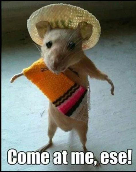 Come at me ese mexican spanish mouse Animal Captions, Funny Rats, Funny Mouse, Funny Animal Photos, Funny Animal Quotes, Humor Grafico, Funny Animal Memes, Picture Captions, Hamsters