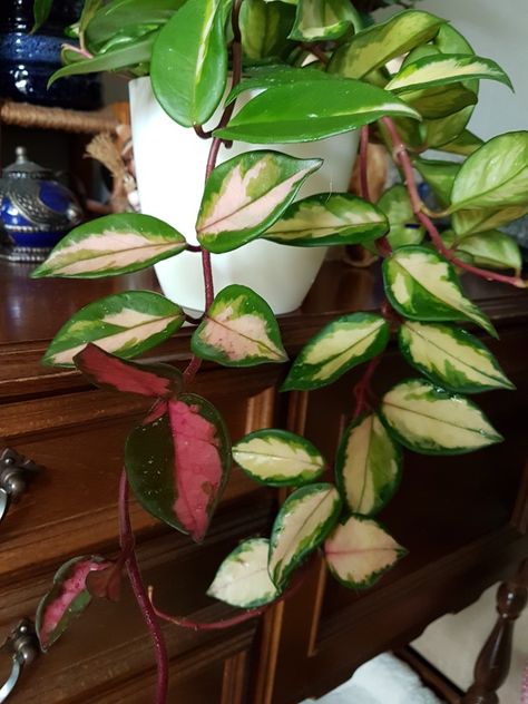 Hoya c tricolor Hoya Tricolor, Pretty House Plants, Plant Tips, Pretty House, Succulents Garden, Garden Patio, Tri Color, Patio Garden, House Plants