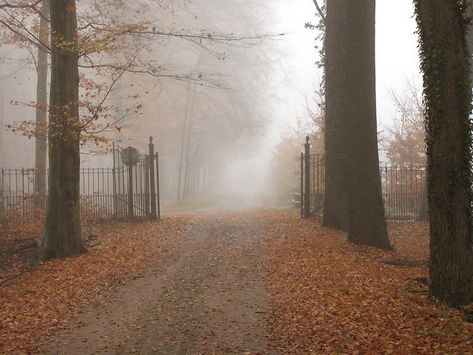 #autumn #aesthetic #fall #leaves #foliage  #trees  #nature #forest #fog #foggy #woods Autumn Uk Aesthetic, October Country, Herbst Bucket List, Dark Autumn, Have Inspiration, Season Of The Witch, Autumn Sales, Autumn Vibes, Best Seasons