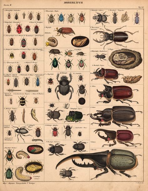 Flip Through More than 5,000 Pages of This Sprawling 19th-Century Atlas of Natural History — Colossal Insects Drawing, Scientific Drawing, Biology Art, Cool Bugs, Art Watercolour, 8 Bits, Modern Crafts, Insect Art, Scientific Illustration