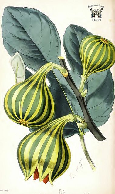 Fig 'Col di Signora Blanca Panachéee', Ficus carica. The Florist and Pomologist (1869) London Journal, Fauna Illustration, Postal Vintage, Illustration Botanique, Vintage Botanical Prints, Botanical Painting, Botanical Beauty, Scientific Illustration, Botanical Drawings