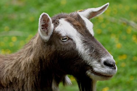 Toggenburg Goat. The Toggenburg is a Swiss dairy goat from Toggenburg Valley of , #AFFILIATE, #dairy, #goat, #Swiss, #Toggenburg, #Goat #ad Toggenburg Goat, Raising Goats, Living History Museum, Dairy Goats, Goat Farming, Rare Breed, Hobby Farms, Purses Michael Kors, Farm Life