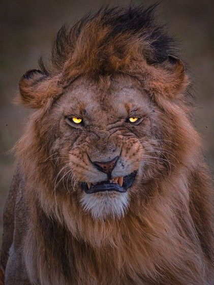 León, Leones, Lion, Big cat, Animal, Naturaleza,Felino Angry Animals, Wild Animal Wallpaper, Heartwarming Pictures, Lions Photos, Lion Wallpaper, Wild Animals Pictures, Male Lion, Lion Images, Image Swag