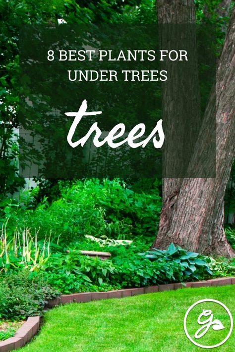 These plants for under trees will totally transform your shady landscape! Whether you want lush foliage, beautiful blooms, or easy-care ground cover, there’s a plant for every need. Bushes Under Trees, Plants Under Trees Ideas, Landscaping Under Trees, Under Tree Landscaping, Plants For Under Trees, Shaded Walkway, Garden Ideas Under Trees, Ground Cover Flowers, Best Shade Trees