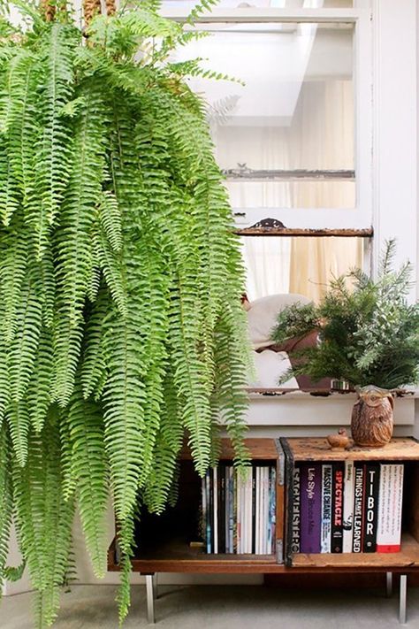 Beautiful Oversized Hanging Plants Boston Fern Indoor, Hanging Ferns, Indoor Ferns, Boston Fern, Plants Ideas, Hanging Plants Indoor, Bohemian House, Design Sponge, Indoor Plant