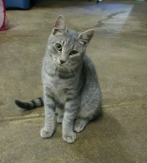 Tabby Cat Grey Tabby Kittens, Biological Science, Grey Tabby, Gray Tabby, Tabby Cats, Tabby Kitten, Hee Hee, Cat Sitting, Cat Care