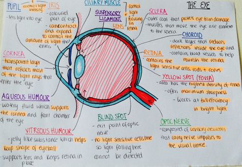 Eye Anatomy Notes, Animal Biology, Anatomy Notes, University Essentials, Med Lab, Nursing Cheat, Medical Notes, Human Organs, Eye Anatomy