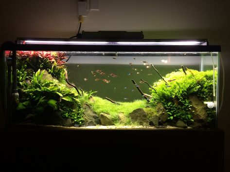 The 55 Gallon Planted Process - The Planted Tank Forum 55 Gallon Fish Tank Ideas, 55 Gallon Fish Tank, 55 Gallon Aquarium, 55 Gallon Tank, Discus Tank, Fish Tank Ideas, Freshwater Plants, Diy Fish Tank, Aquarium Maintenance