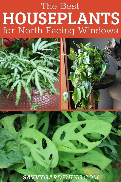 North Facing Window Plants: 15 Choices for Northern Exposure North Facing Window, Best Indoor Hanging Plants, Best Houseplants, Houseplants Decor, Low Light House Plants, Hanging Plants Outdoor, Northern Exposure, Window Plants, Hanging Plants Indoor