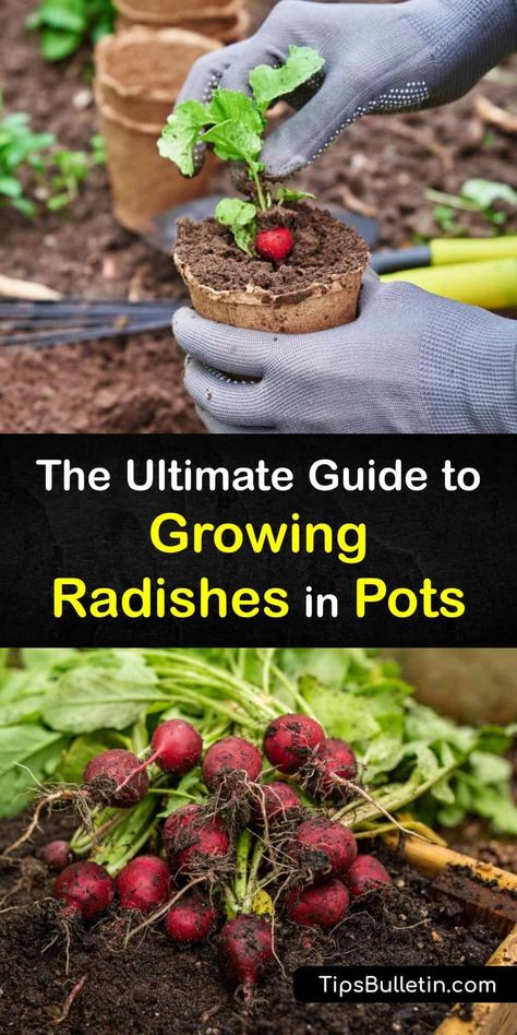 Grow Radishes, Radish Garden, Growing Radishes In Containers, Radish Planting How To Grow, Radish Growing, How To Grow Radishes From Seeds, Radish Plant, Planting Radishes, Radish Harvest