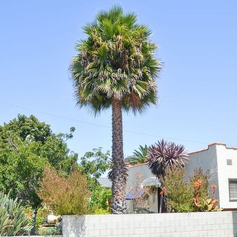 How to Care for Palm Trees With Epsom Salt Palm Tree Care, Epsom Salt Garden, Backyard Planting, Interior Landscaping, Desert Trees, Tropical Patio, Dream House Garden, Indoor Palms, Florida Landscaping