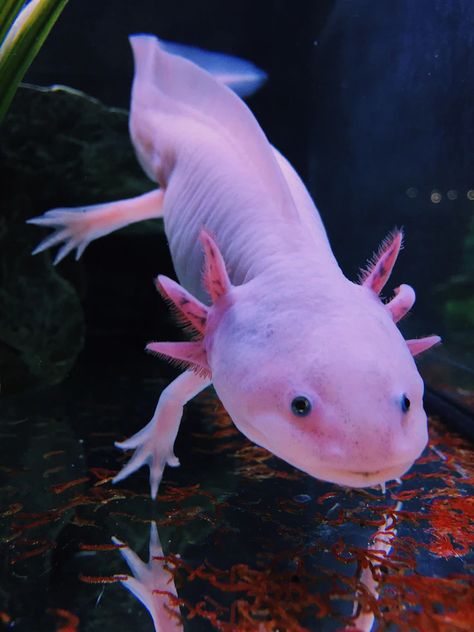 Axolotl | National Geographic Axolotl Wallpaper, Mexican Axolotl, Tiger Salamander, National Geographic Animals, Axolotl Cute, 4k Wallpapers For Pc, Most Beautiful Animals, Fish Drawings, Animal Sketches