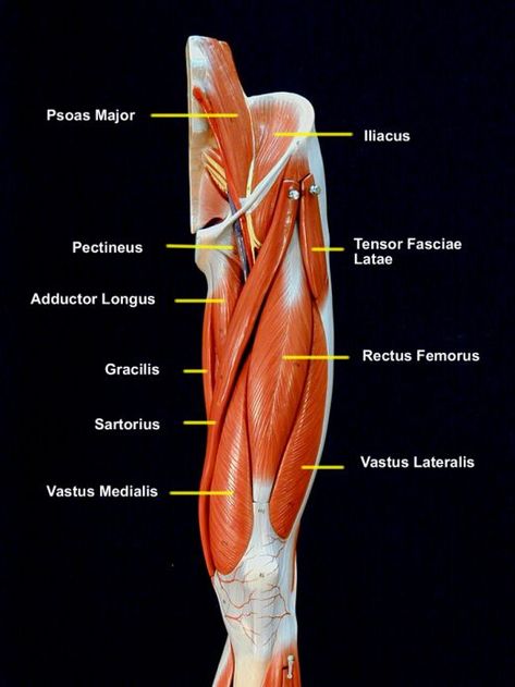 Hip Muscles Anatomy, Skeletal Muscle Anatomy, Leg Muscles Anatomy, Muscle Names, Anatomy Muscles, Human Ribs, Muscular System Anatomy, Hip Anatomy, Anatomy Flashcards