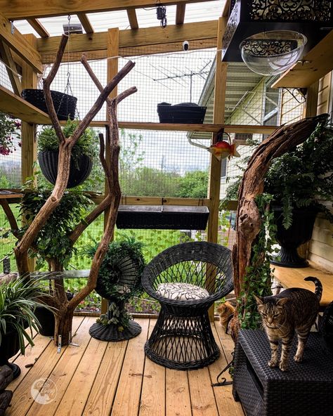 Would you like to give your cat more enrichment opportunities? Do you think your cat needs some fresh air while still being safe? Maybe you are ready to build a catio! Follow Catio Living for ideas and inspiration to help you create a pleasing outdoor environment just for your kitty. Catio Enrichment Ideas, Luxury Catio Cats, Outdoor Cat Aesthetic, Big Catio, Outdoor Cat Area, Catio Ideas Cat Diy, Cat Outside Enclosure, Catio For Cats, Catios Ideas For Cats