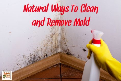 Do you have surface mold problems? Looking for natural ways to clean mold and remove mold? Here are 6 ways you can clean mold naturally. Remove Mold From Walls, Bathroom Mold, How To Remove Mold, Diy Fabric Softener, Remove Mold, Toxic Mold, Mold Exposure, Mold In Bathroom, Cleaning Mold