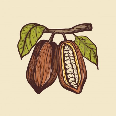 Ilustración de dibujo a mano de cacao Ve... | Premium Vector #Freepik #vector #comida #arbol #cafe #hoja Cacao Health Benefits, Chocolate Drawing, Naruto Drawings Easy, Vegan Chocolate Bars, Beauty Skin Quotes, Flower Background Images, Cacao Chocolate, Naruto Drawings, Dragon Boat Festival