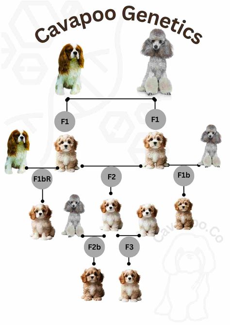 How F1, F1b and F2 Cavapoo Generations Differ • Cavapoo & Co Cavapoo Essentials, Cute Cavapoo Puppies, Teddy Bear Cut Cavapoo, Chocolate Cavapoo, Cavapoo Haircut Styles, White Cavapoo, Cavapoo Full Grown, Black Cavapoo, Breeding Business