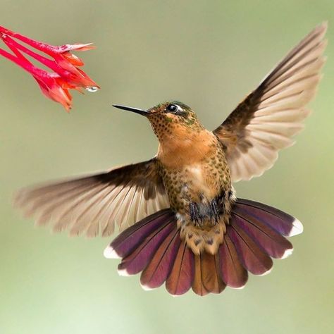 Hummingbird Front View, Hummingbird Photography Amazing Photos, Tattoo Hummingbird, Bird And Flower Tattoo, Hummingbird Flying, Hummingbird Drawing, Nail Flower, Hummingbirds Photography, Hummingbird Photos