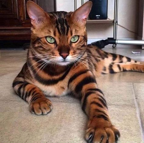 19 Gatos más bellos de todo el mundo Gato Bengali, Cat Breeds Hypoallergenic, Toyger Cat, Rare Cat Breeds, Hypoallergenic Cats, Ragdoll Kittens, Tiger Cat, Rare Cats, Devon Rex