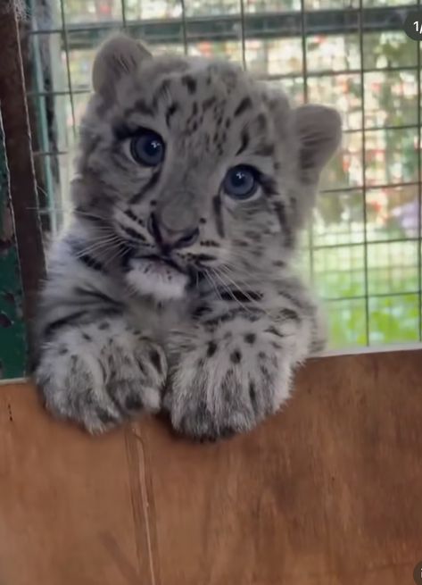 Snow Leopard Wallpaper, Baby Snow Leopard, Baby Snow, Cute Reptiles, Cute Animals Puppies, Funny Animal Photos, Super Cute Animals, Pretty Animals, Silly Animals