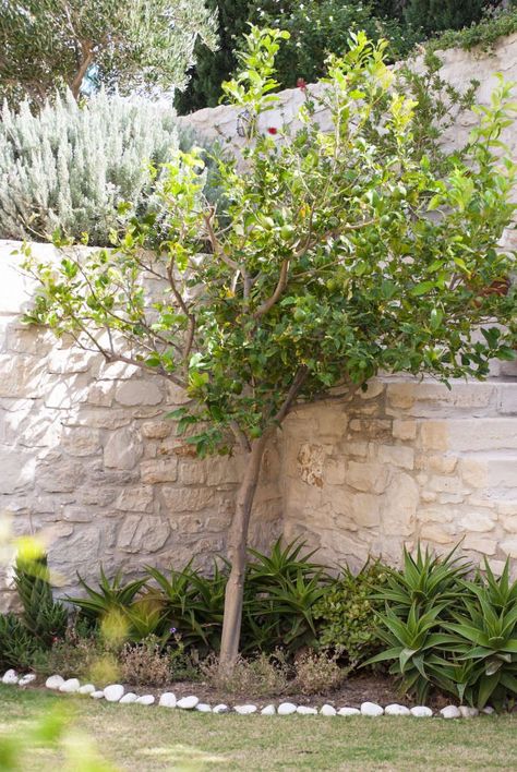 Lemon Tree Landscaping, Greece Garden, Garden Mediterranean, Greek Garden, Mediterranean Climate, Mediterranean Garden Design, Citrus Tree, White Rocks, Drought Tolerant Perennials