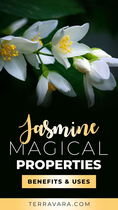 Jasmine magical properties. Dried Jasmine Flowers Uses, Magical Properties Of Jasmine, Jasmine Flower Tea Benefits, Jasmine Flower Benefits, Jasmine Magical Properties, Jasmine Witchcraft, Jasmine Essential Oil Benefits, Jasmine Oil Benefits, Jasmine Benefits