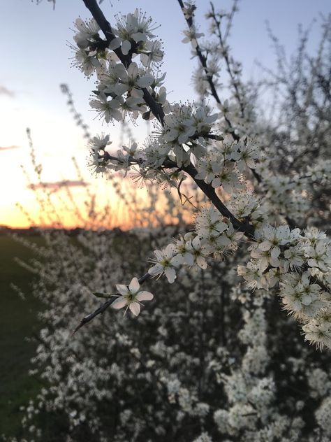 Hawthorne Flower Aesthetic, Hawthorne Flower, Hawthorn Flowers, Mia Sheridan, Future Garden, Beauty Aesthetic, Nothing But Flowers, Book Aesthetics, Lost Time