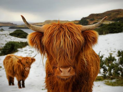 I love Highland Cattle.  For two months of my life, everyday I got to hand feed two of these lovlies, and it was pure bliss. Long Haired Cows, Scottish Highland Cow, Fluffy Cows, Highland Cattle, Mule Deer, Manx, Blue Heeler, National Geographic Photos, Animal Wallpaper